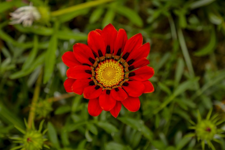 Flower