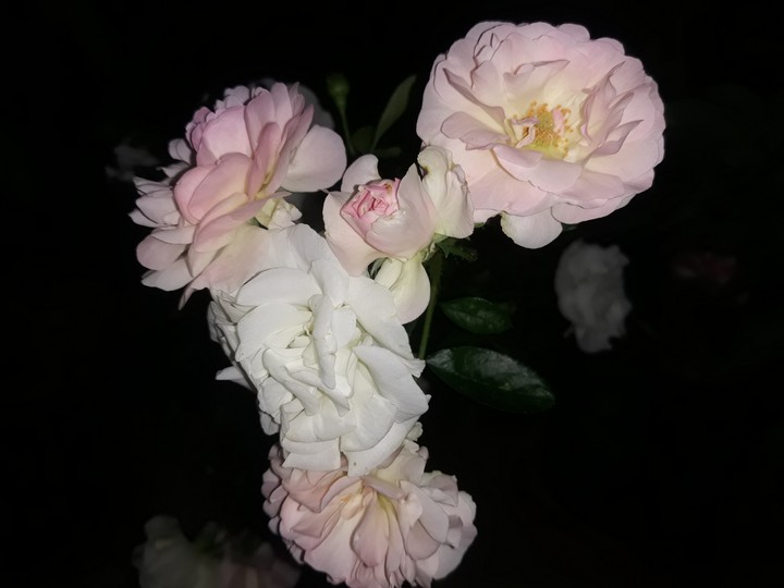 Butter Rose