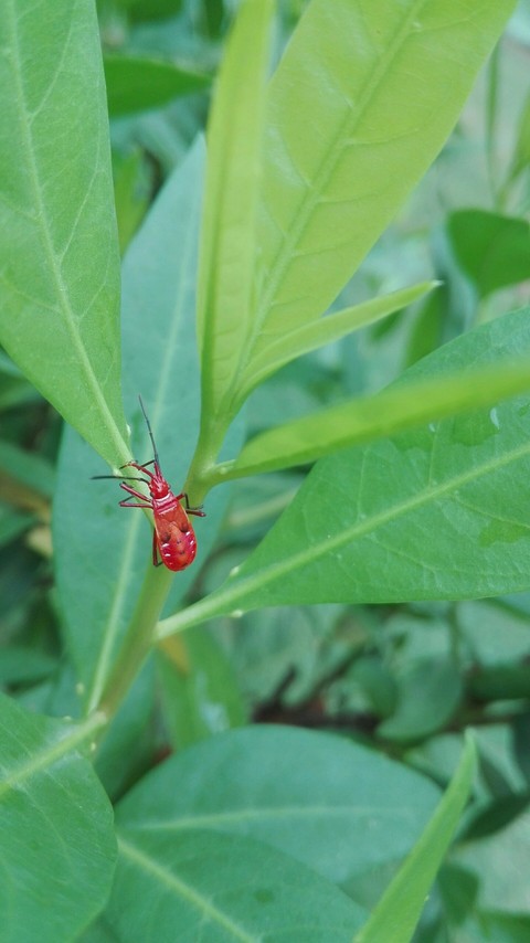 God's little creature