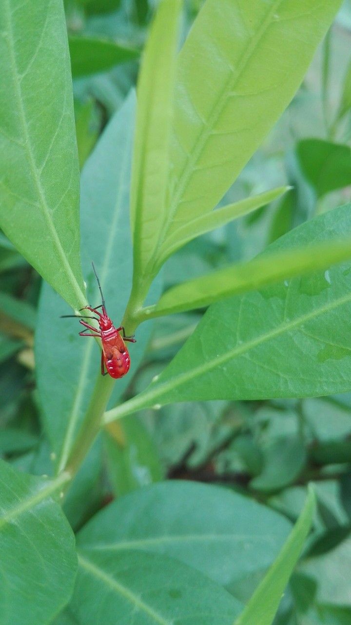 God's little creature
