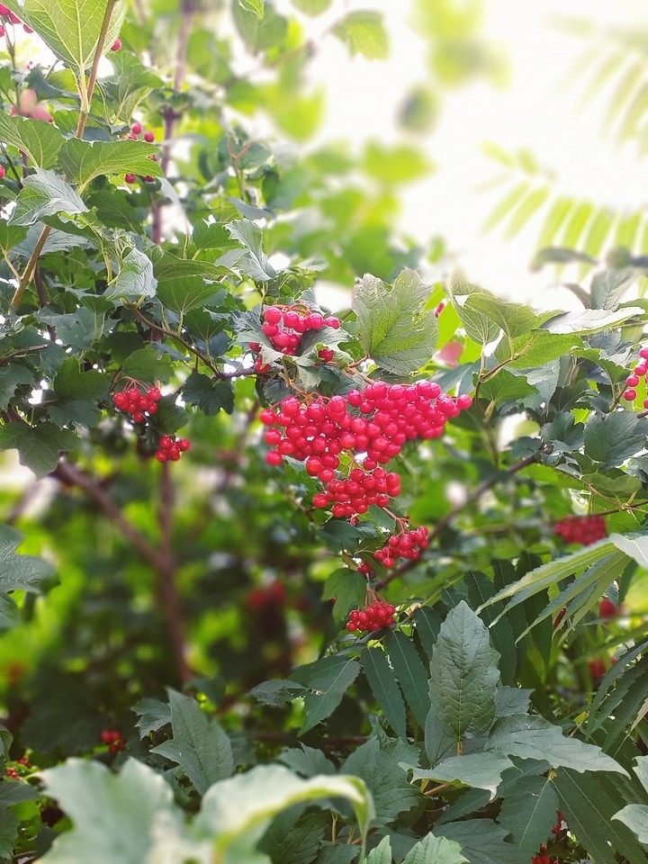 berry