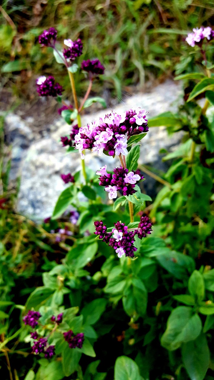 Mountain flower