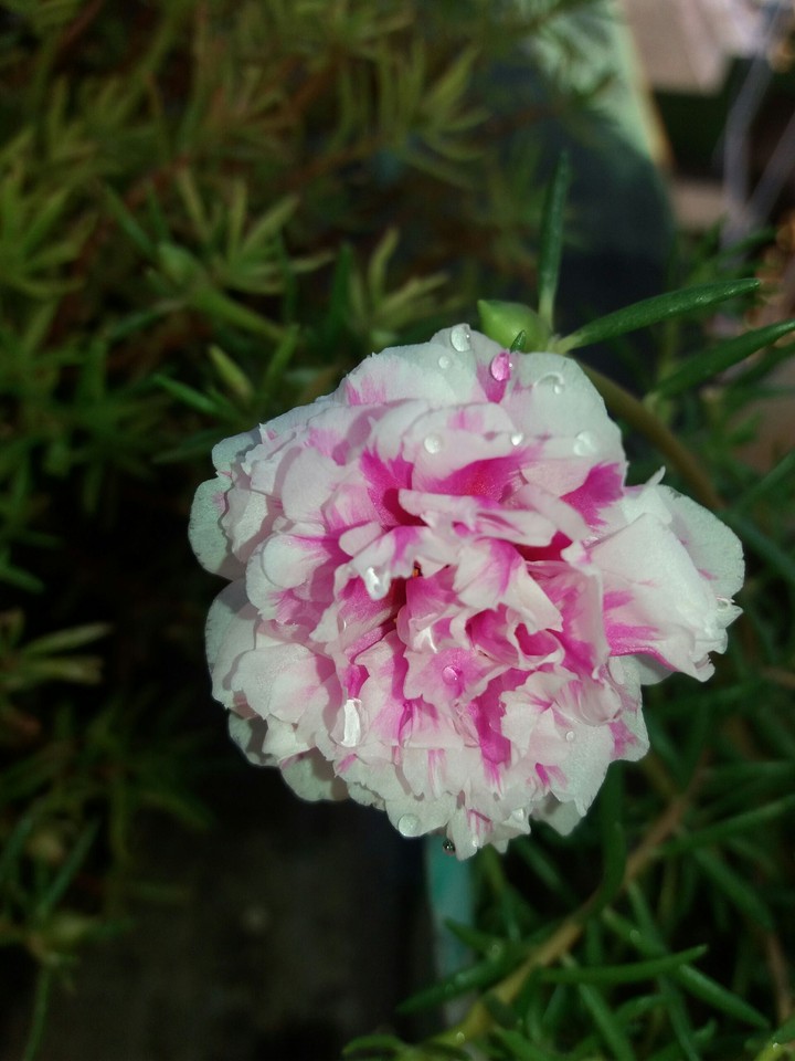 pink flower