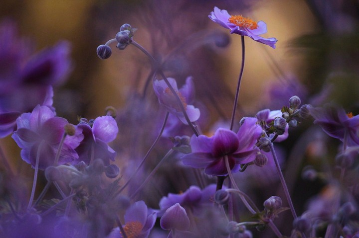 purple mist