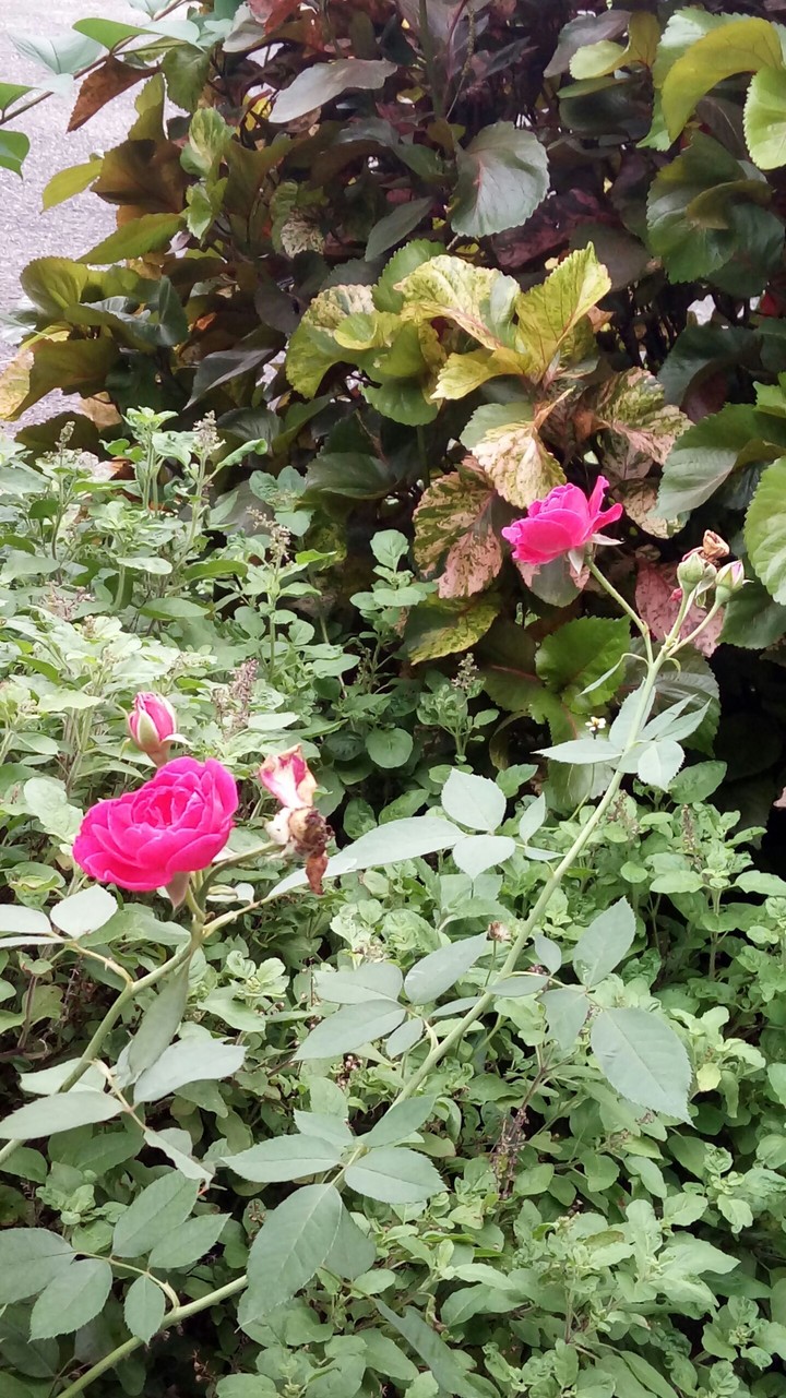 rose
