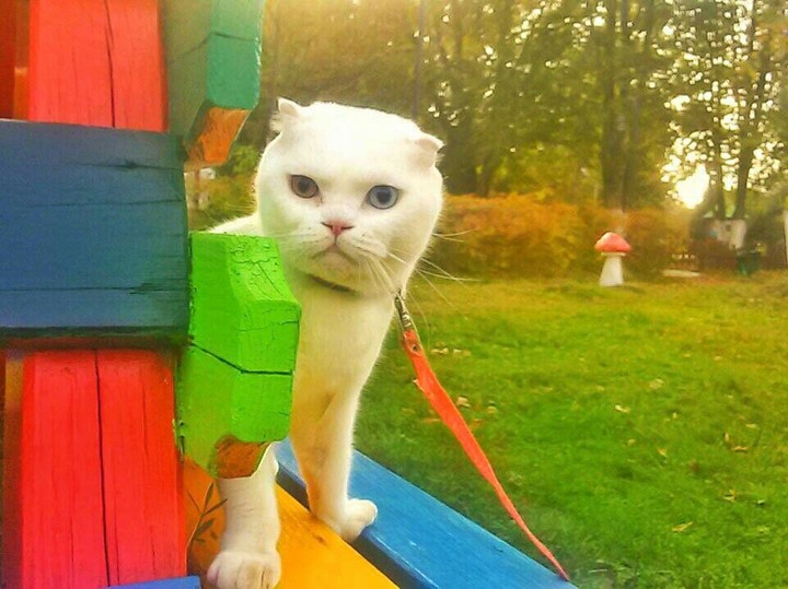 Серьезность