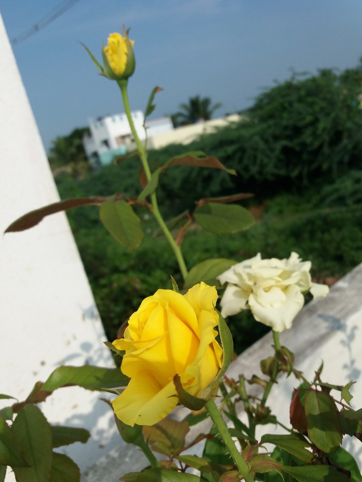 yellow rose