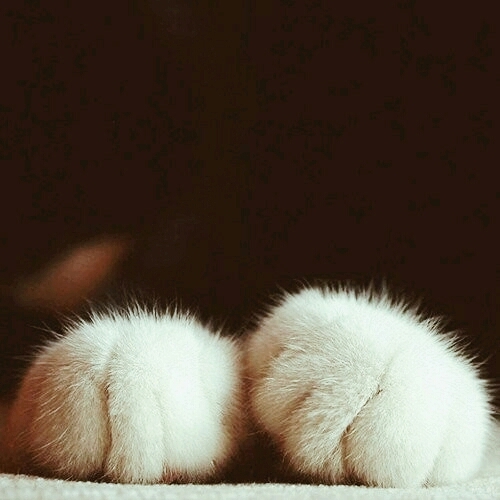 kitty
