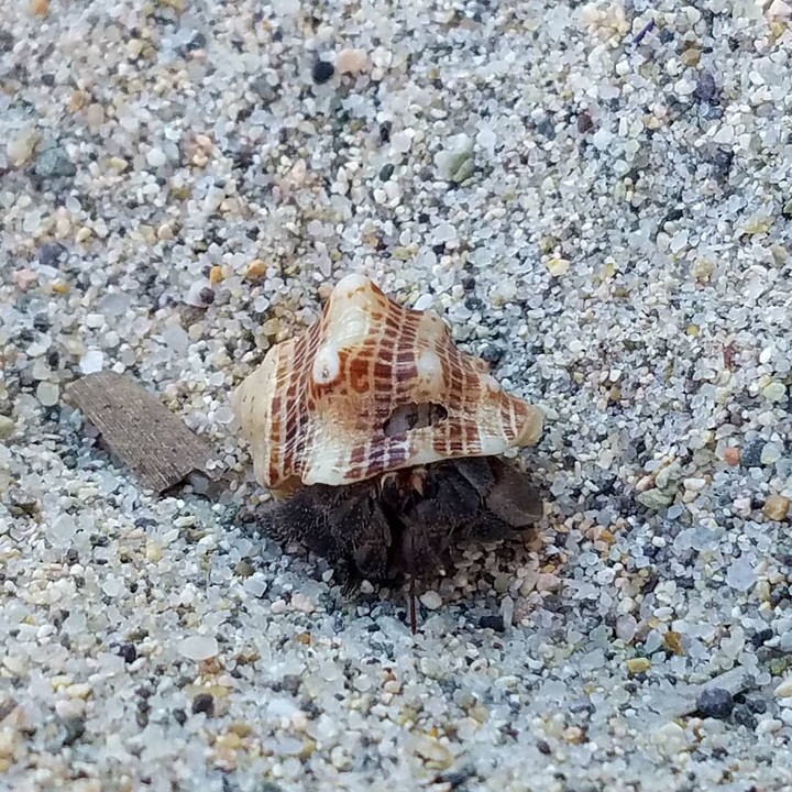 the beach