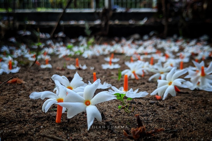 Shiuli Phool