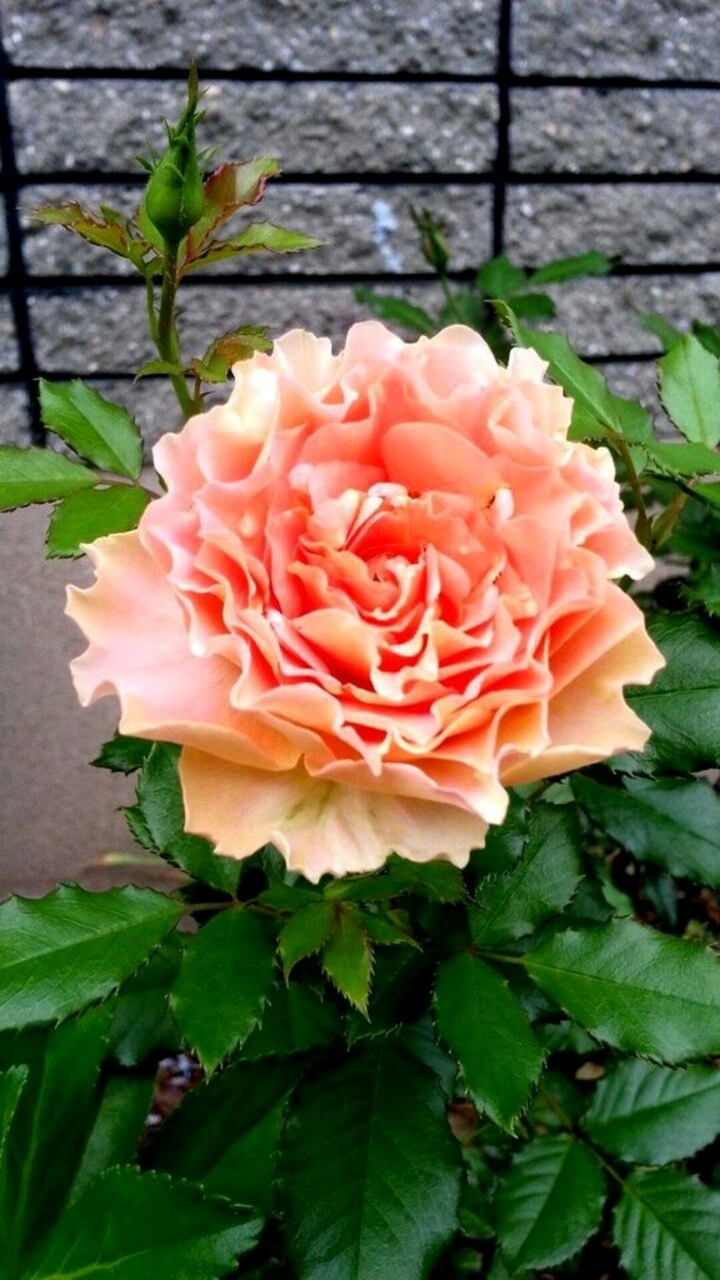 Infinite petals