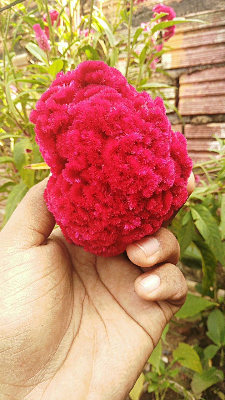 Flor