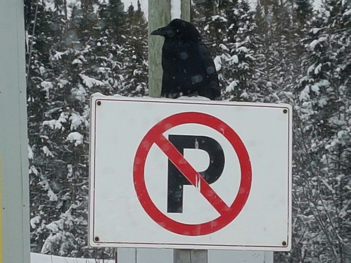 The rebel raven....