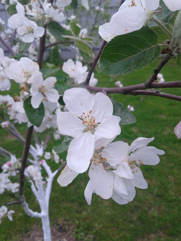nature