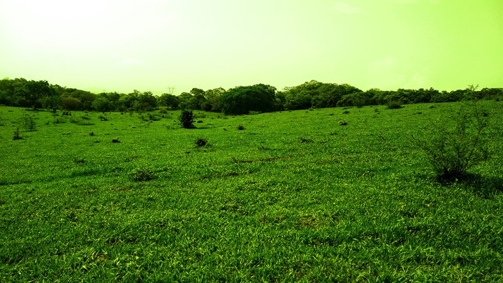 campo verde