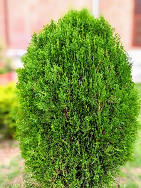 vegetation, flower वॉलपेपर