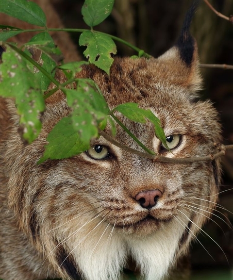 wildlife, snout háttérképek