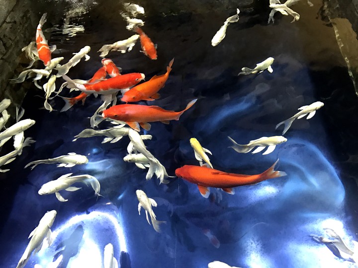 goldfish