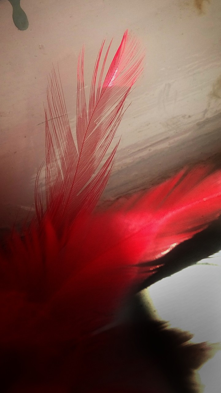feather