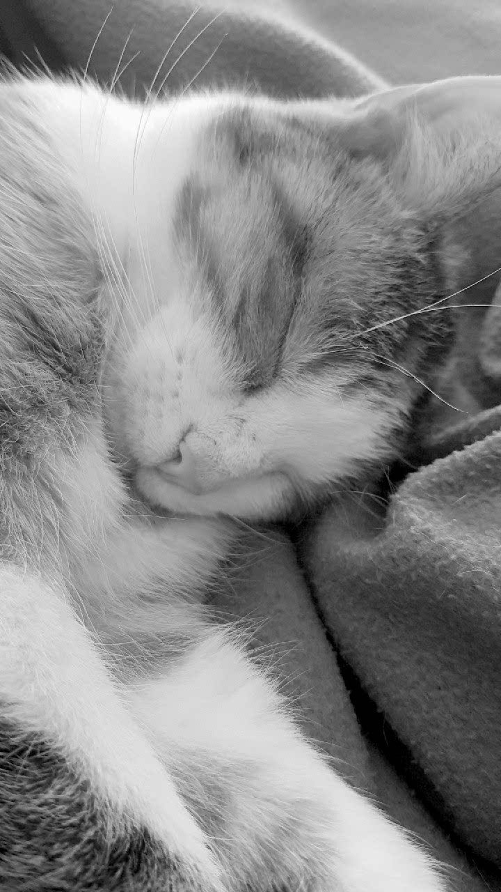 Sleeping cat