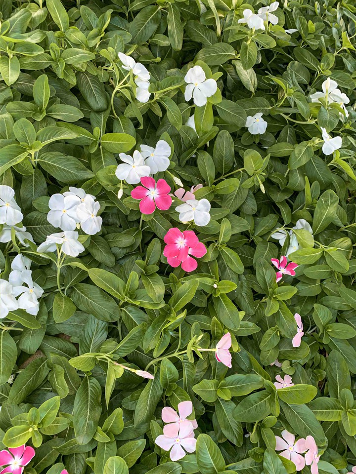flower green