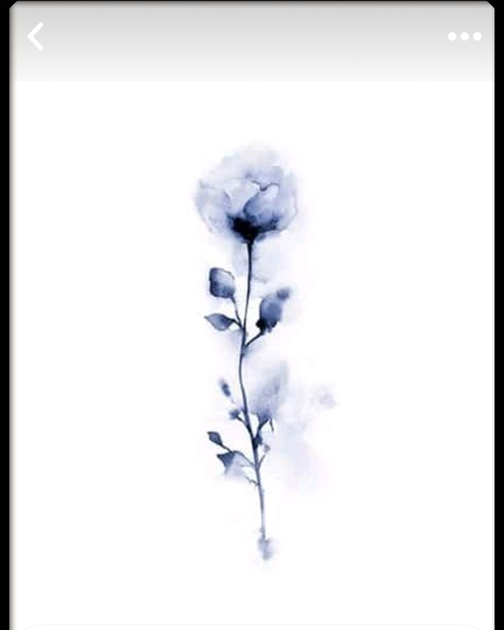 Delicate Rose