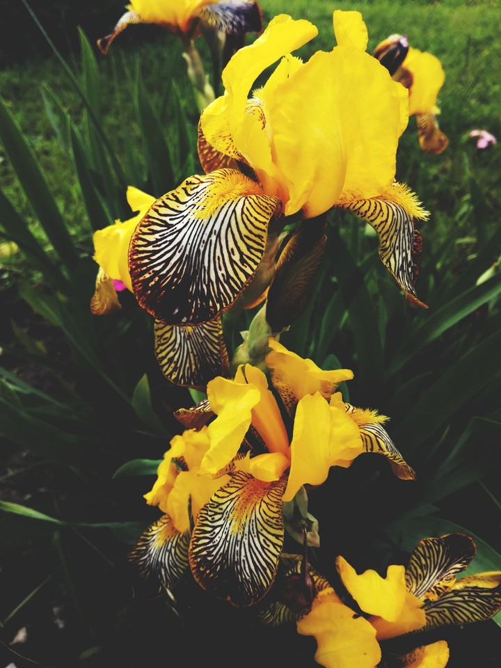 Iris flowers