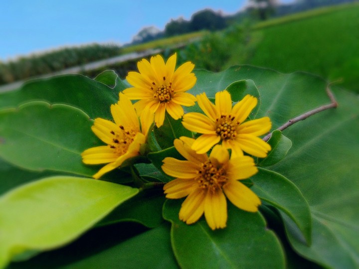 fresh flower