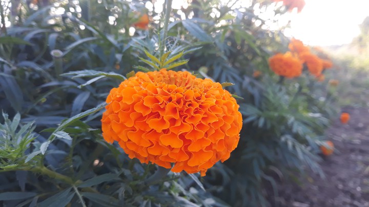 hd