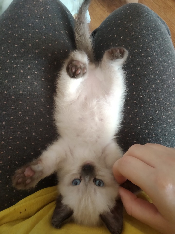 Кот
