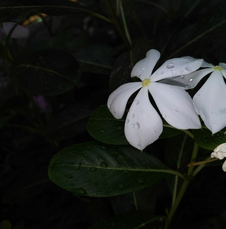 white flower