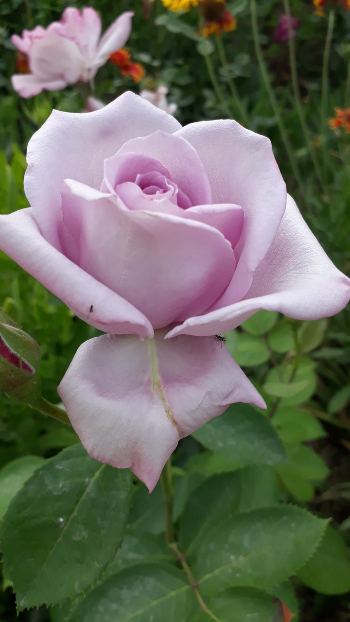 ◇♡