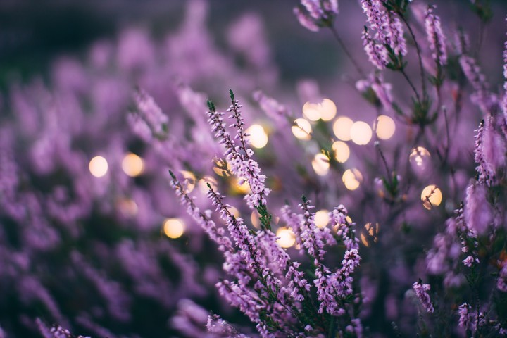 lavender ❤️