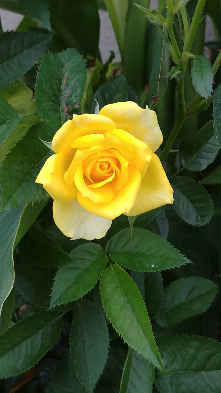 Yellow rose