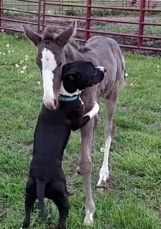Sempre  amigos. Pra vocês com carinho bjs.
