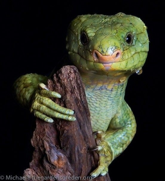 smyling lizard