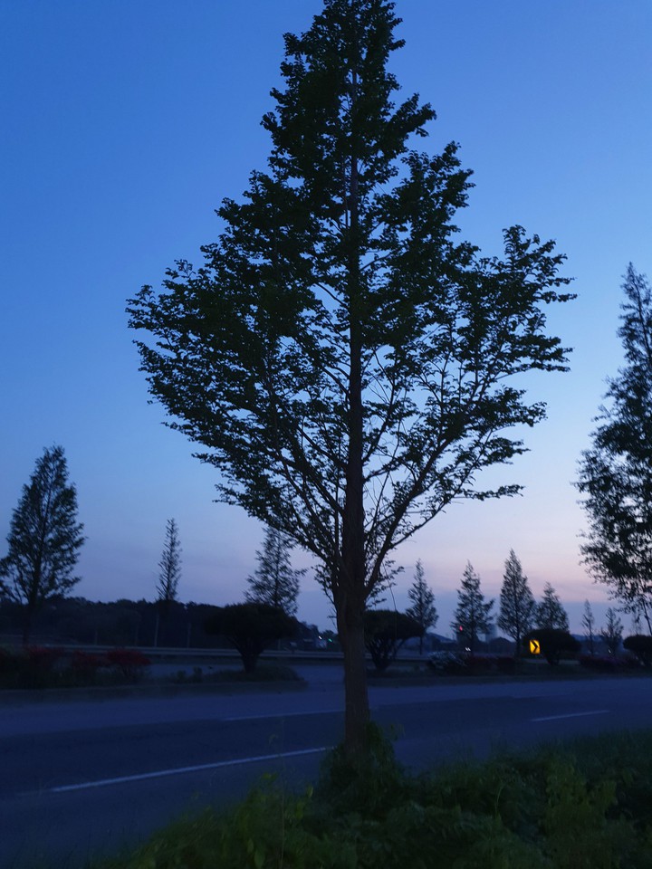나무 tree