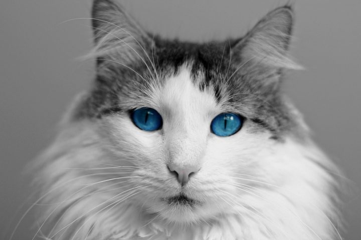 jist look at these eyes