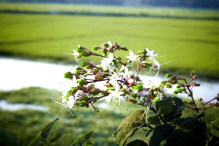 Flower