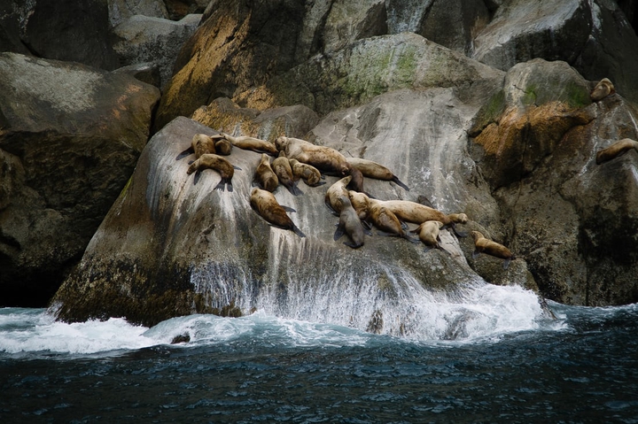 sea life