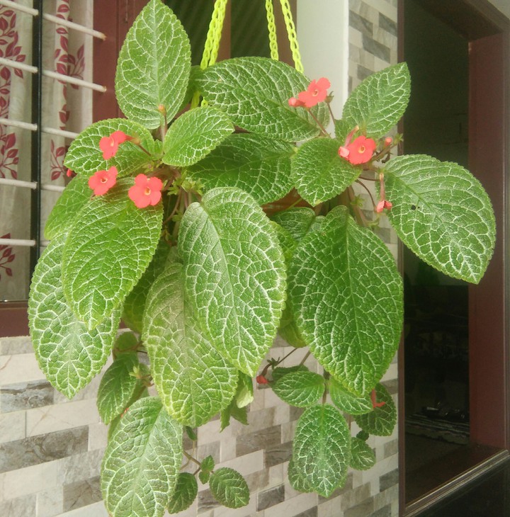 hanging plant