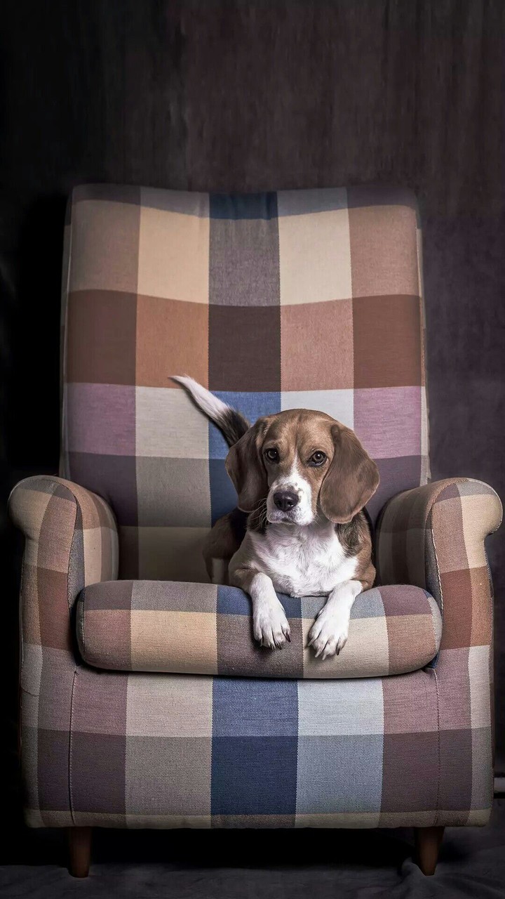 adorable dog