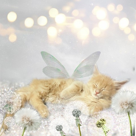 tenderness.