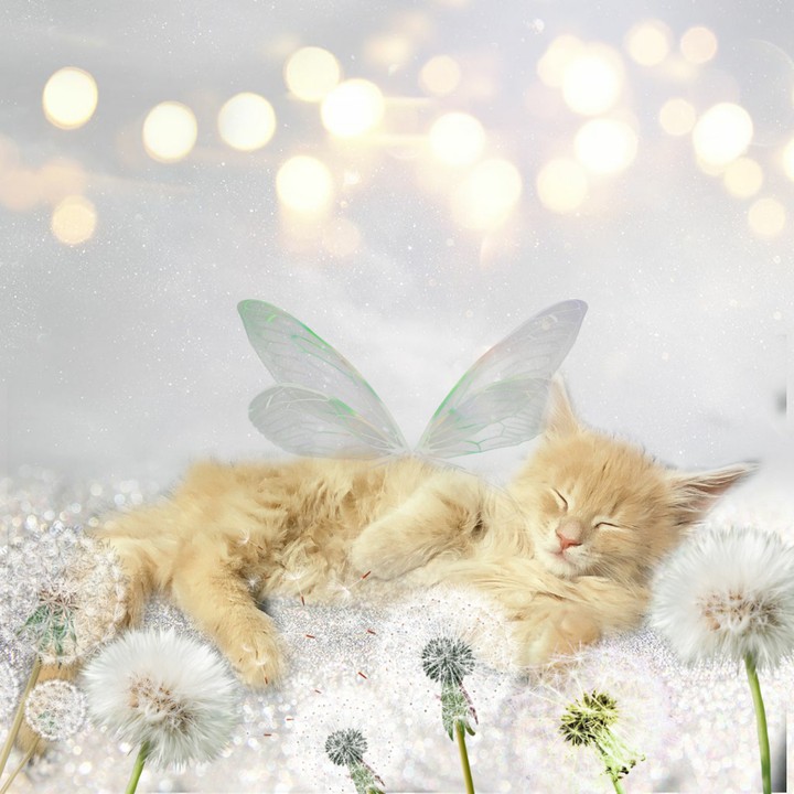 tenderness.