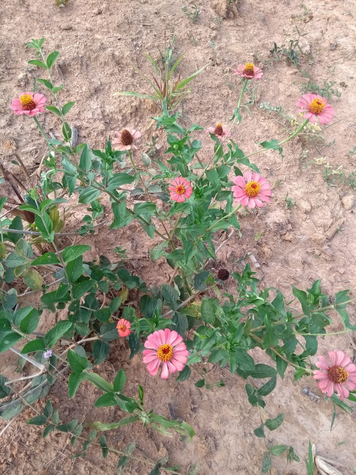 flower