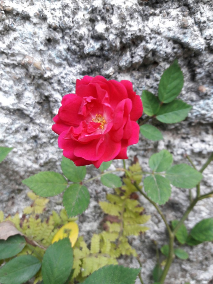 rosa