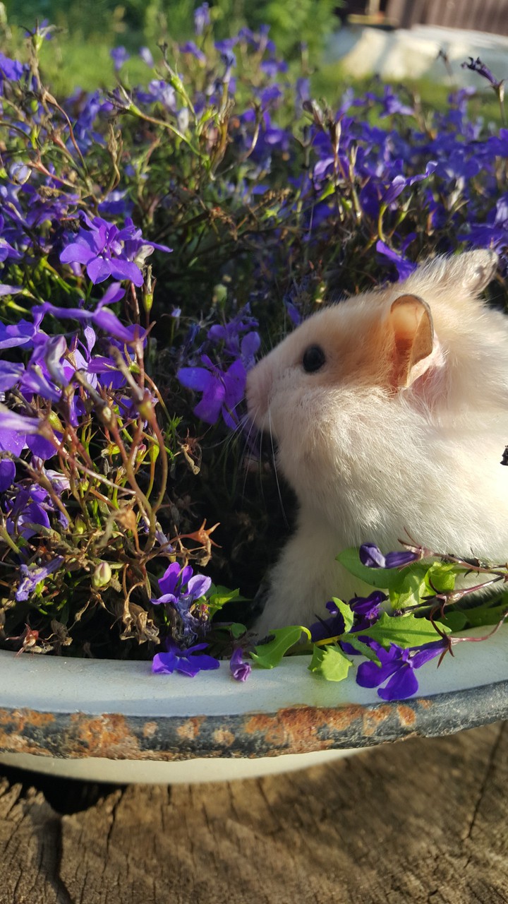 Hamster