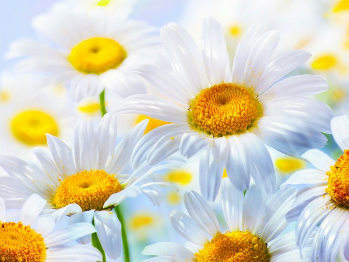 Flower - Daisy