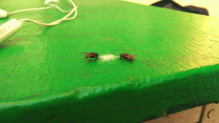 flies luncheon