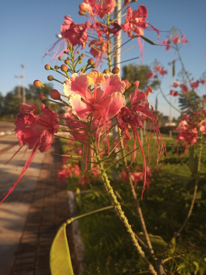 Sunshine and flower